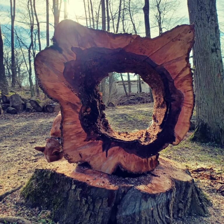 baumspecht_005