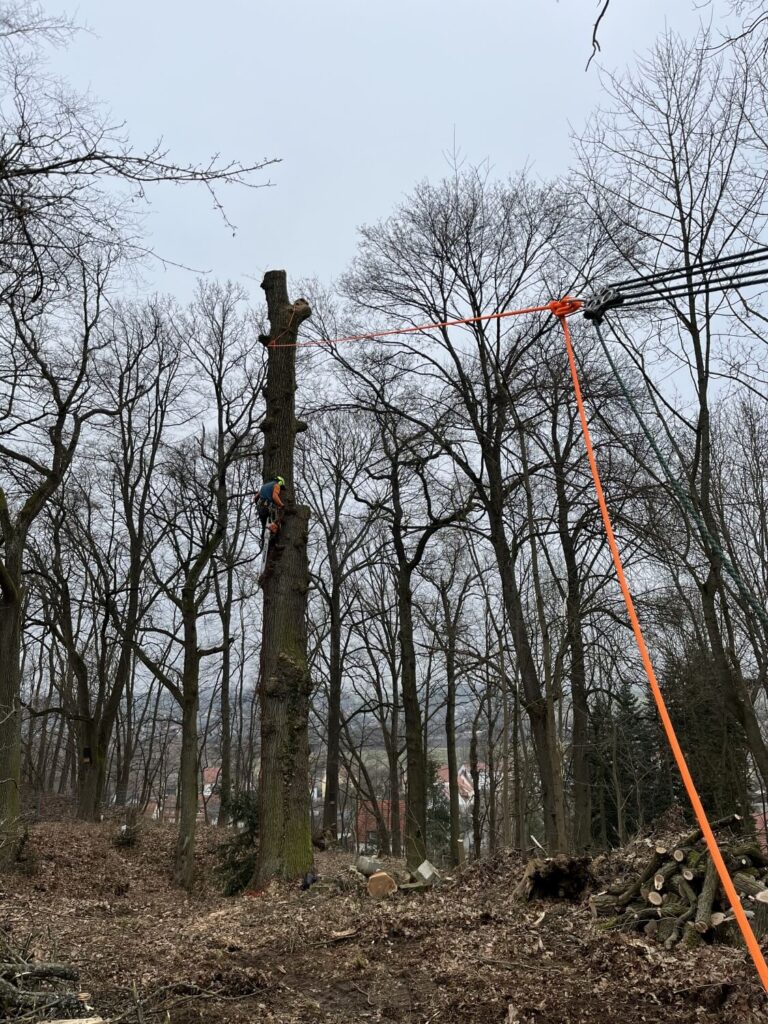 baumspecht_009
